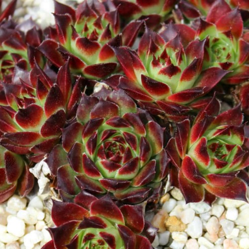 Sempervivum calcareum 'Guilaumes' - Lubjalembene mägisibul 'Guilaumes'